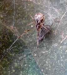 Cryptachaea altiventer