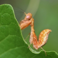 Acontista multicolor
