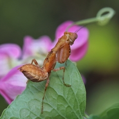 Acontista multicolor