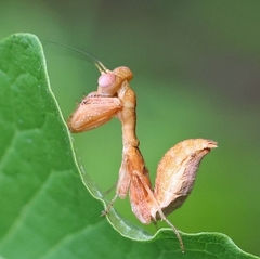 Acontista multicolor