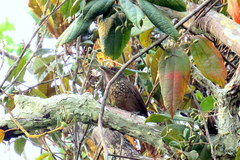 Dendrexetastes rufigula