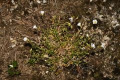 Cerastium strictum