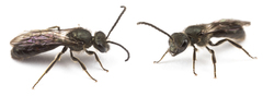 Lasioglossum chalcodes