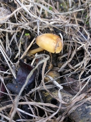 Agaricales