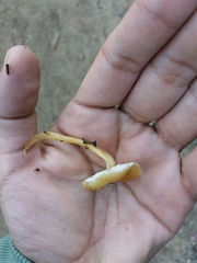 Agaricales
