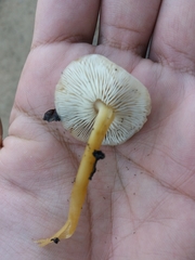 Agaricales