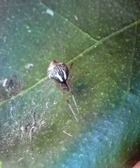 Cryptachaea altiventer