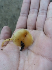 Agaricales