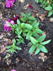 Mentha × rotundifolia