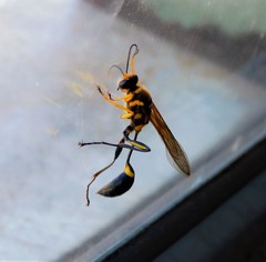 Sceliphron fistularium