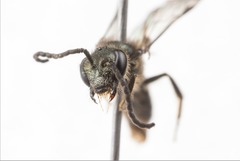 Lasioglossum chalcodes