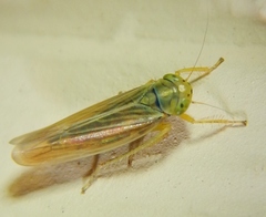 Cicadula subcupraea