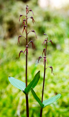 Neottia bifolia