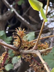 Ceratonia siliqua