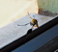 Sceliphron fistularium