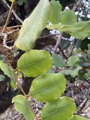 Ceratonia siliqua