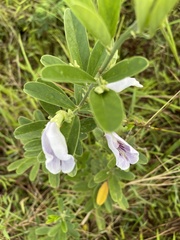 Clitoria laurifolia