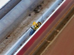 Sceliphron fistularium