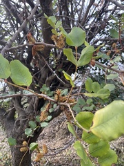 Ceratonia siliqua