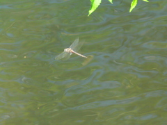 Epitheca petechialis