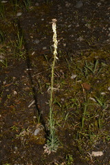 Boechera collinsii