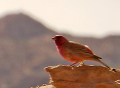 Carpodacus synoicus