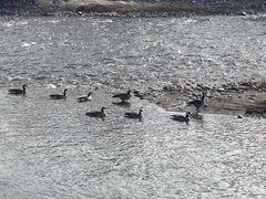 Branta canadensis