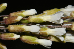 Boechera collinsii