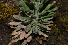 Boechera collinsii