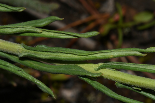 Image of Boechera collinsii by (c) Brian Finzel, some rights reserved (CC BY-SA)