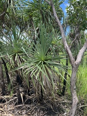 Pandanus spiralis