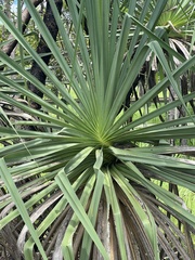 Pandanus spiralis