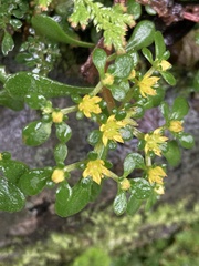 Sedum actinocarpum