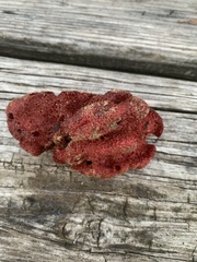 Amphimedon compressa