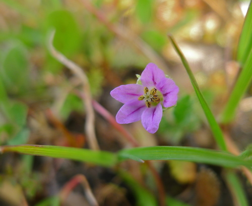 Image of Erodium brachycarpum by (c) John Hibbard, some rights reserved (CC BY)