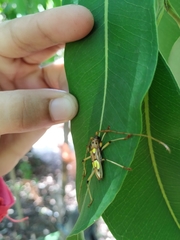 Eburodacrys quadridens