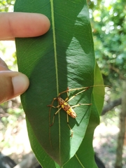 Eburodacrys quadridens