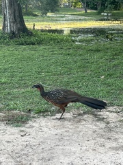 Penelope ochrogaster