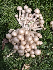 Macrocybe