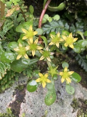 Sedum actinocarpum