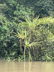 Pandanus aquaticus