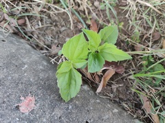 Praxelinae