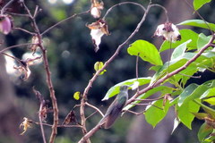 Campylopterus largipennis