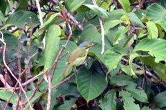 Vireolanius leucotis