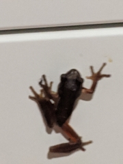 Litoria