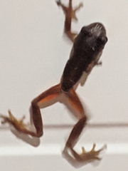 Litoria