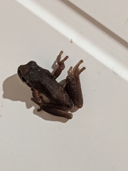 Litoria