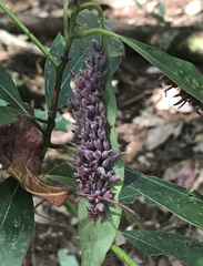 Daphnephila ornithocephala