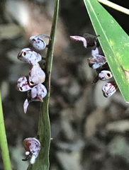 Daphnephila ornithocephala