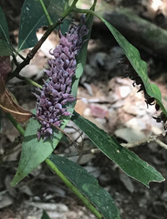 Daphnephila ornithocephala